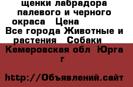 щенки лабрадора палевого и черного окраса › Цена ­ 30 000 - Все города Животные и растения » Собаки   . Кемеровская обл.,Юрга г.